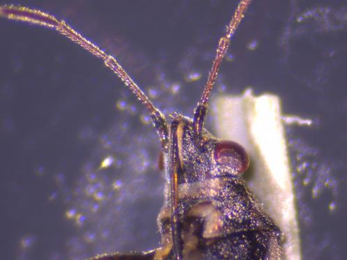 Nysius sp.